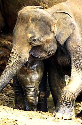 Elephants of Sri Lanka