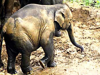 Elephants of Sri Lanka