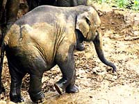 elephantae014a