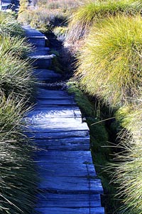 The track winds through button grass plains