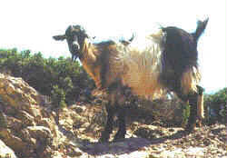 Chios goat