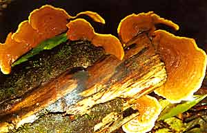 Fungus growth