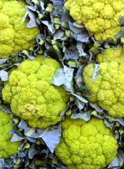 Cauliflowers at Palermo