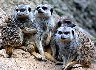 Meerkats at the Melbourne Zoo
