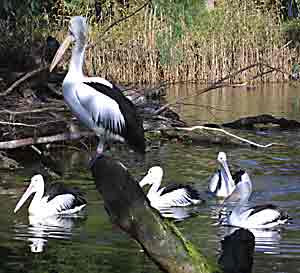 Waterbirds at the Melbourne Zoo