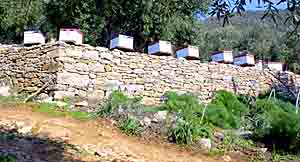 Beehives along the track
