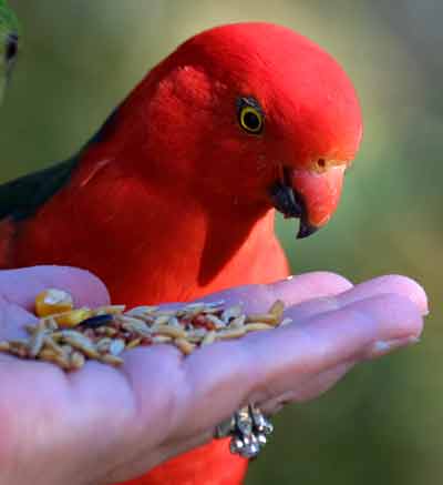 King Parrot