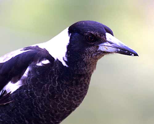 Australian Native Birds