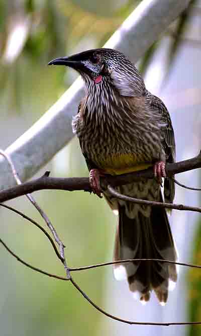 Australian Native Birds
