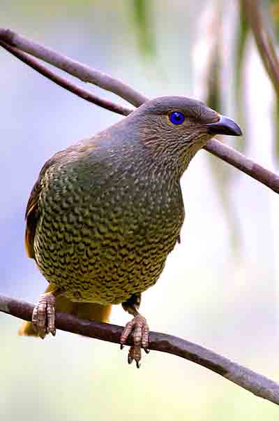 Bower Bird