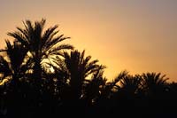 Sunrise over the palms img3594