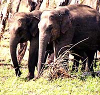 elephantab012a