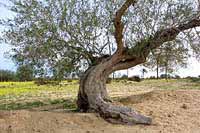 Olive tree img4090