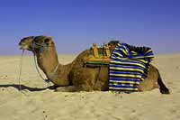 The camel awaits you