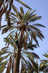 Climbing the dae palm